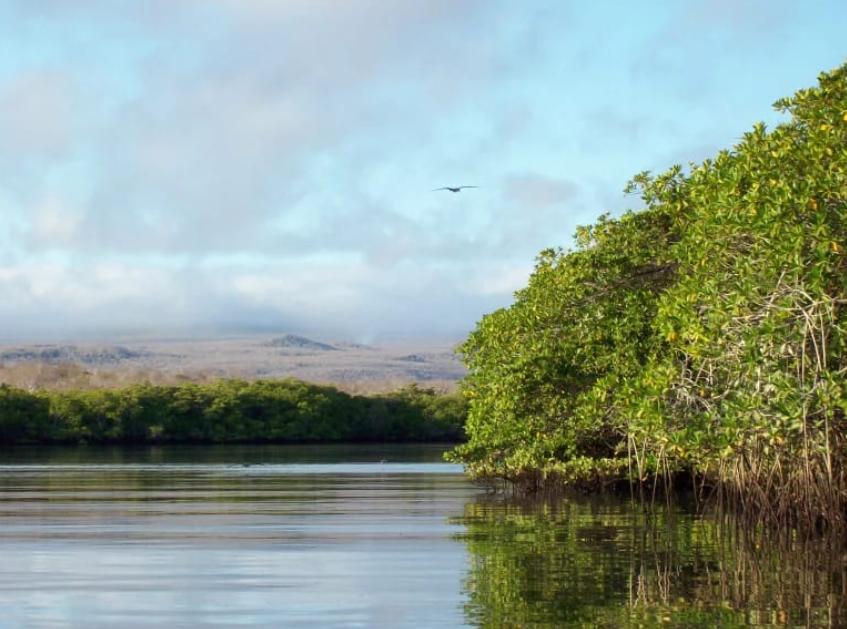 International day for conservation of the mangrove ecosystem is celebrated on 26 July 2024.
