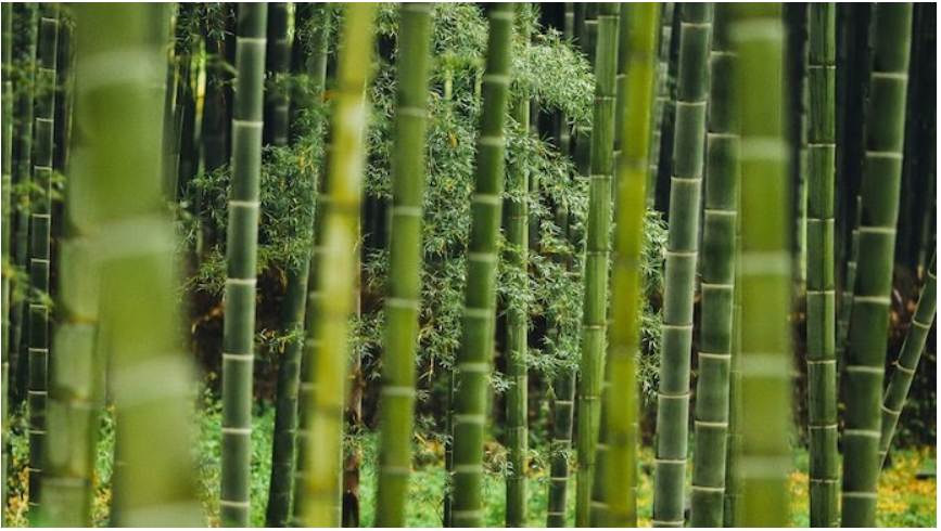World bamboo day is celebrated on 18 September 2024.

