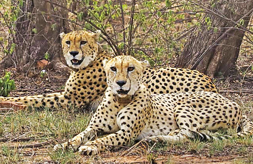 Madhya Pradesh and Rajasthan Form Joint Committee for Cheetah Project.
