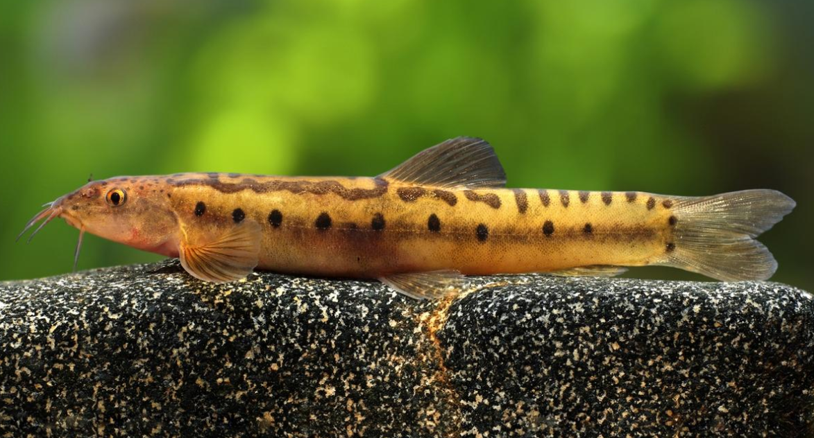 New Genus "Koima" of Freshwater Fish Discovered in Western Ghats.