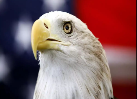 The USA has declared the bald eagle as its National Bird after 240 years.