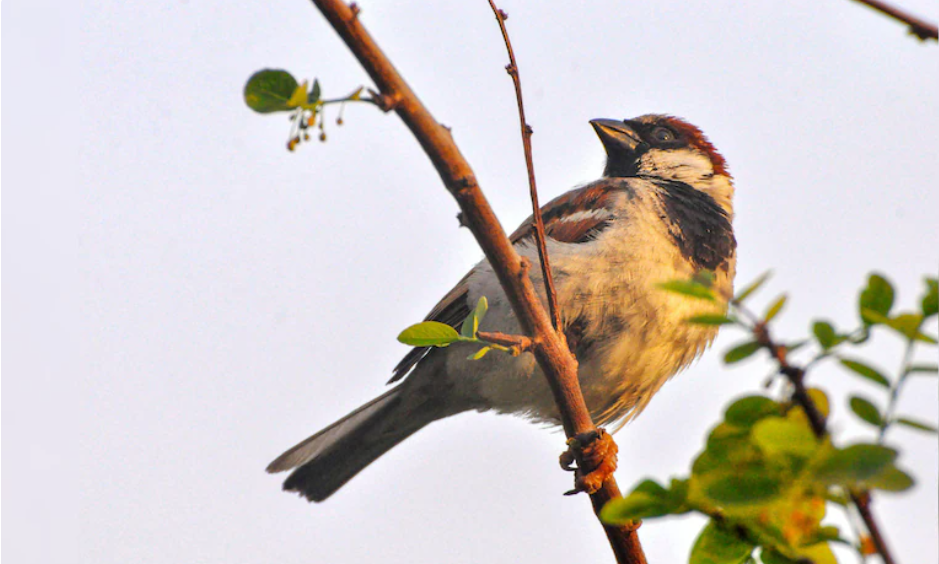 World Sparrow Day Observed on 20 March 2025.