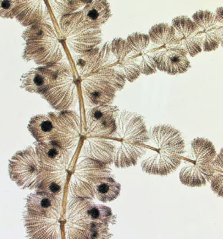 New Freshwater Algae Species 'Sheathia rosemalayensis' Discovered in the Western Ghats.