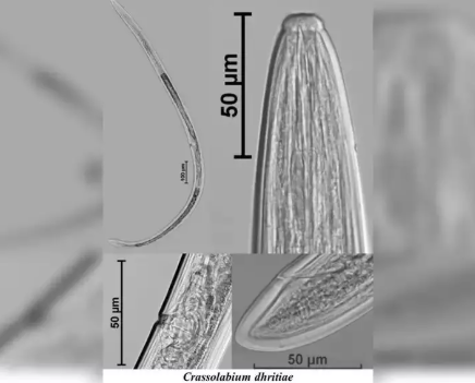 ZSI Scientists Discover New Soil Nematode Species 'Crassolabium dhritiae' in Odisha.
