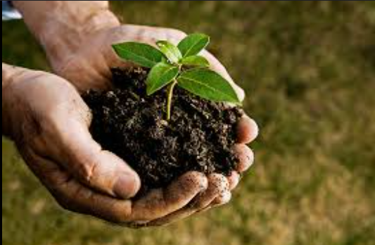 International Day of Plant Health 2025 Observed on May 12 to Raise Global Awareness on Plant Protection.