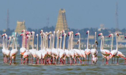Tamil Nadu Government Declares Greater Flamingo Sanctuary in Dhanushkodi.