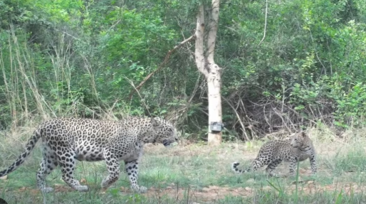 Bengaluru Declared India’s 'Leopard Capital' with 85 Wild Leopards Roaming Free.