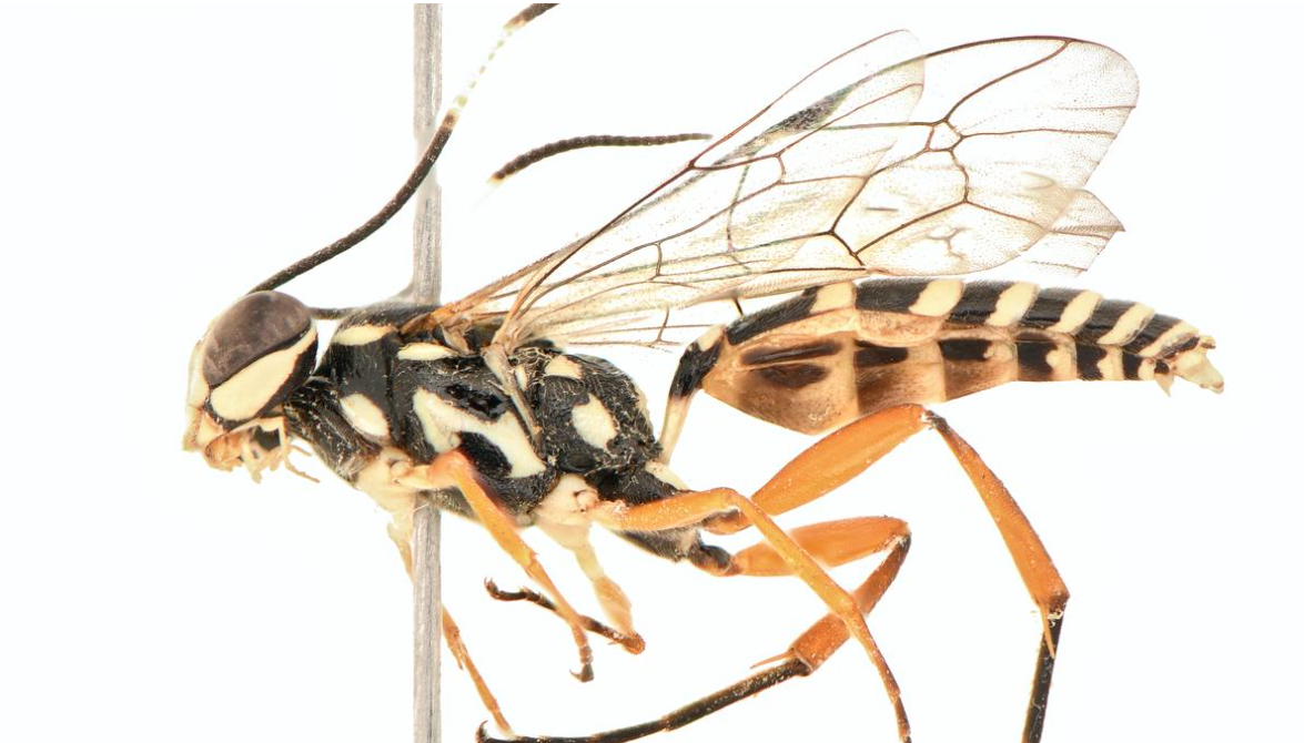 Scientists Discover New Wasp Species ‘Losgna Occidentalis’ in Chandigarh.
