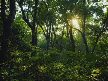 World Rainforest Day is observed on 22 June 2025.
