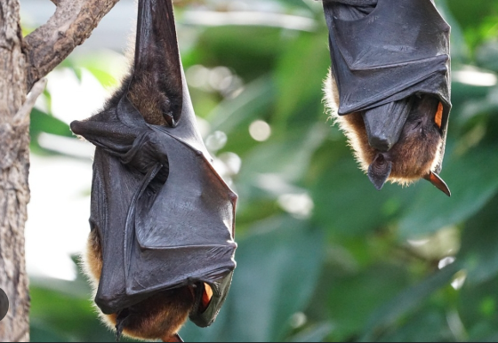 China Discovers Two New Bat Viruses in Yunnan with Human Infection Potential.