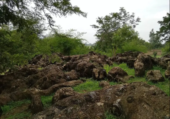 Salkhan Fossils Park Added to UNESCO Tentative List, Highlighting 1.4-Billion-Year-Old Geological Marvel.