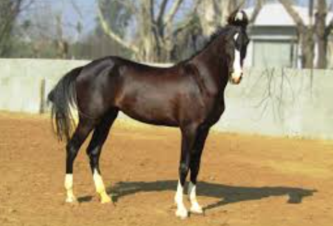 DAHD Unveils Revised National Action Plan to Combat Glanders Across India.