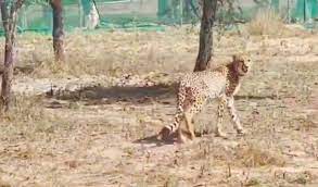 12 cheetahs arrived in Madhya Pradesh from South Africa, were released into the quarantine enclosures at the Kuno National Park (KNP) in Sheopur district.