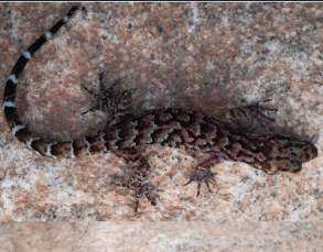 New Gecko Species ‘Cyrtodacylus Vanarakshaka’ Named After Assam’s Forest Department
