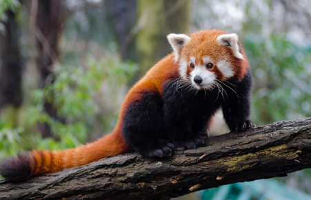 International Red Panda Day (IRPD) 2025 Observed on 20 September.
