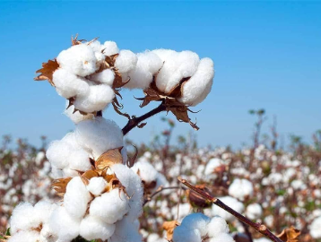 GoI Launched Rs 600 Crore ‘Kapas Kranti Mission’ to Boost Cotton Cultivation in Maharashtra and Telangana.