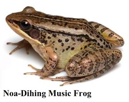 New species of music frog "Nidirana noadih" discovered in Arunachal Pradesh.