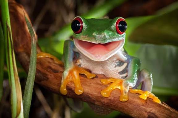 New "Music Frog" Species Discovered in Arunachal Pradesh.