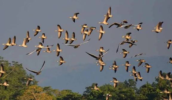 New Waterbird Census in Kaziranga Reveals Decline in Migratory Birds.