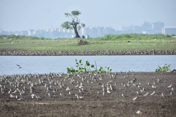 Deepor Beel in Assam Faces Eco-Crisis: Report calls for Urgent Restoration.