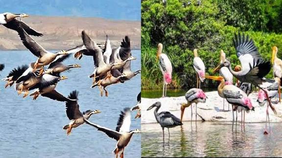 Chilika Lake Annual Bird Census 2026: Record Number of Migratory Birds.
