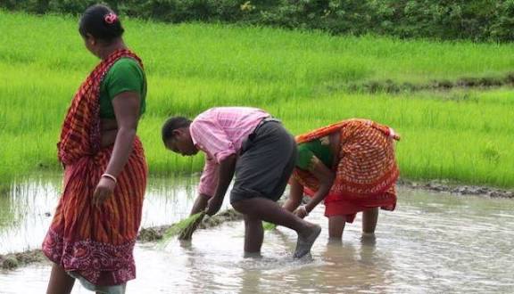 West Bengal Secures GI Tags for Sunderbans Honey and Black Nunia Rice.