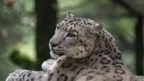 Report on Snow Leopard Population Assessment in India (SPAI) Released.