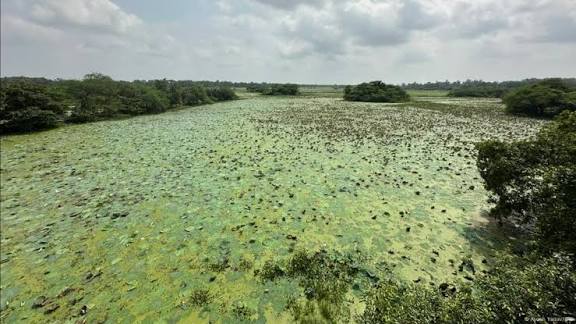 Indore, Bhopal, and Udaipur Nominated for Wetland City Accreditation.