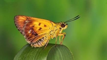 New Butterfly Species "Cigaritis meghamalaiensis" Discovered in Western Ghats.
