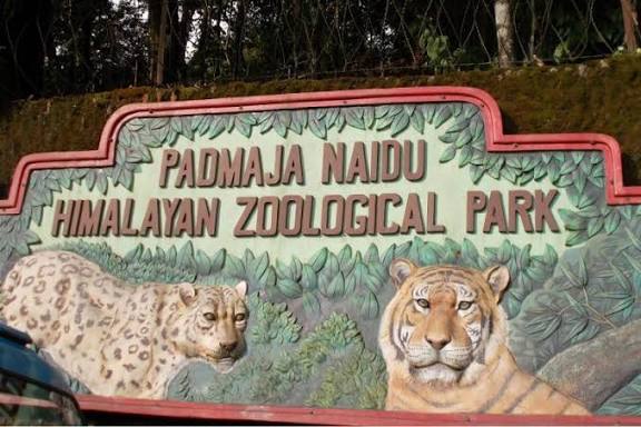 Padmaja Naidu Himalayan Zoological Park Sets World Record for Snow Leopards.