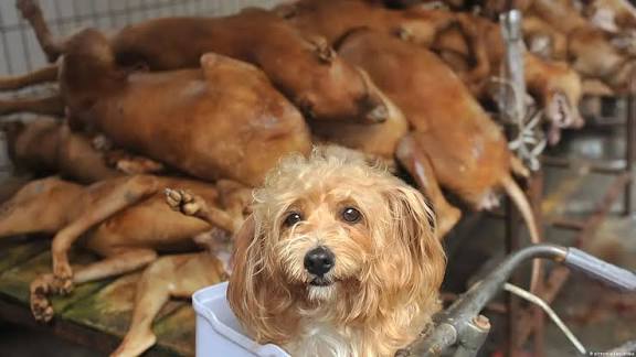 South Korea Passes Bill to Ban Dog Meat Trade.