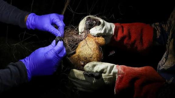 Oxford Launches First Human Trials for Nipah Virus Vaccine.