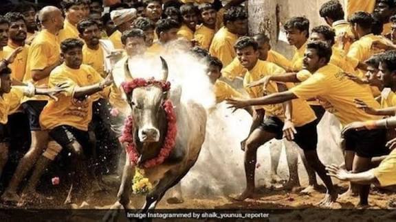 Traditional Bull-Taming Sport "Jallikattu" Begins in Tamil Nadu.