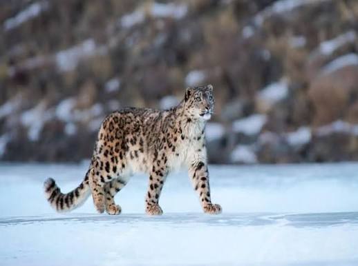 First-Ever Snow Leopard Population Assessment in India Released.
