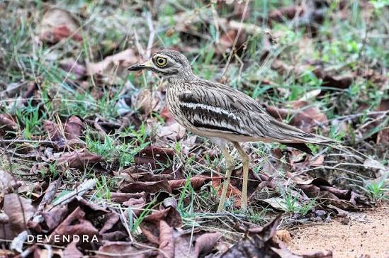 Tamil Nadu Declares "Thanthai Periyar Wildlife Sanctuary" as 18th Sanctuary.