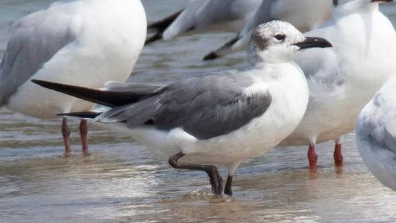 Laughing Gull Spotted in India (Kerala) for the First Time.