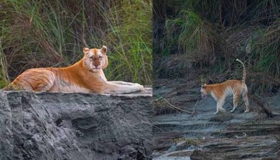 Rare "Golden Tiger" Photographed in Kaziranga National Park.
