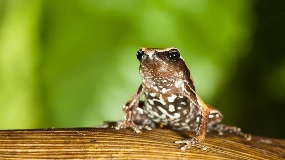 Researchers Discover New Species of Burrowing Frog in Western Ghats.