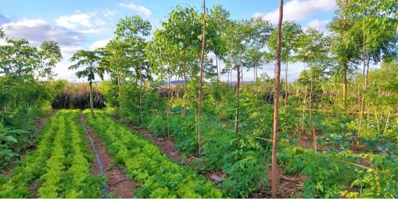 NITI Aayog Launches "GROW" Initiative for Agroforestry.