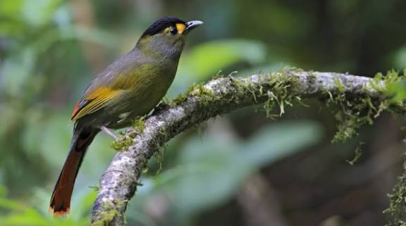 Singchung Bugun Village Community Reserve in Arunachal Wins Award.