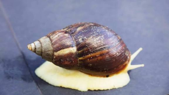 Researchers Discover New Species of Marine Snail in Bay of Bengal.