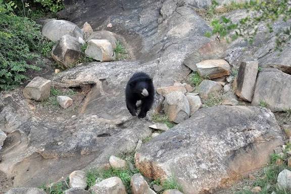 India First Sloth Bear Conservation Center Opens in Karnataka.