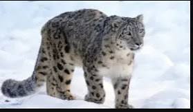 Status of Snow Leopards in India Report Released.