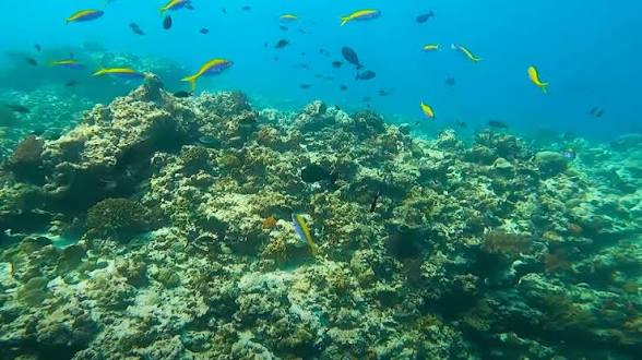 New Coral Species Discovered in Lakshadweep Islands.