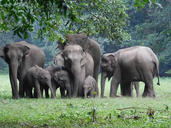 Karnataka Declares Dandeli as a New Elephant Reserve.