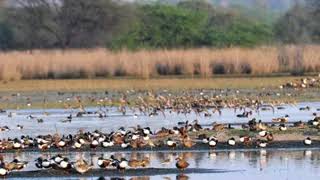 Haryana Declares Sultanpur Extension as New Bird Sanctuary.