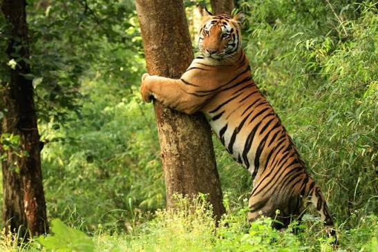 Madhya Pradesh Notifies Kanha Extension as Protected Wildlife Zone.