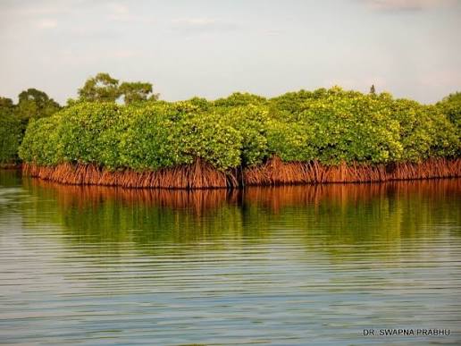 Maharashtra Notifies Ratnagiri Extension as Protected Mangrove Reserve.