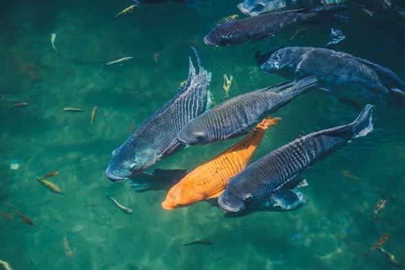 Blue Economy Policy 2026 Launched with Advanced Ecological Database Tracking.