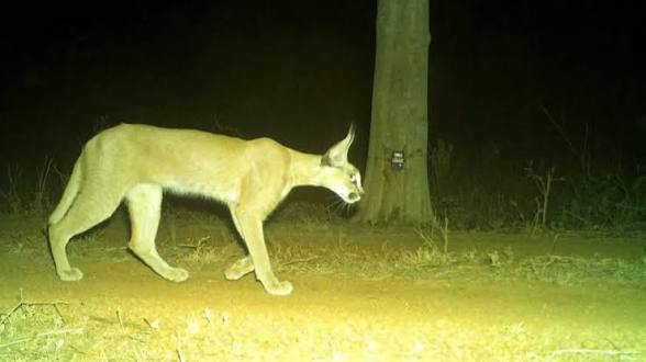Rare Caracal Spotted in Kuno National Park after Decades Natively.